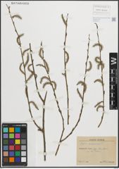 Foto von Salix purpurea L.